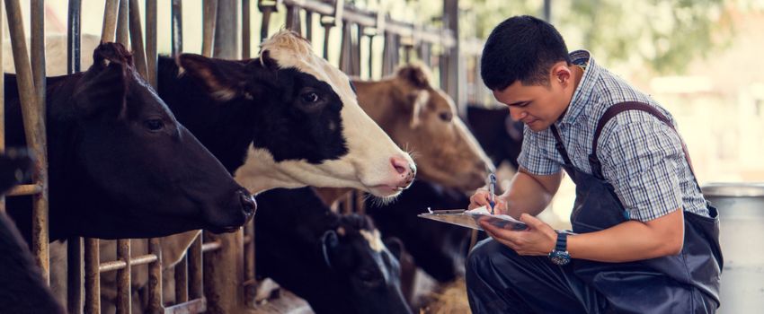 Vet with cows